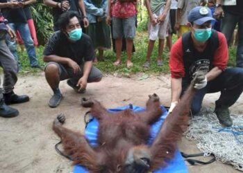 BKSDA Pos Sampit saat mengevakuasi Ou di Desa Bepanggang Raya, Kecamatan MB Ketapang, Kotim pada Sabtu (9/10).