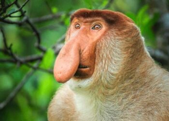 Kabupaten Pulang Pisau tetapkan Koridor Satwa Liar Bekantan