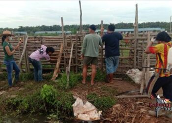 Kasus Puluhan Sapi Mati Terserang Virus Jembrana di Kabupaten Kapuas 1
