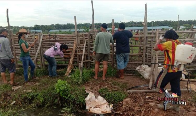 Kasus Puluhan Sapi Mati Terserang Virus Jembrana di Kabupaten Kapuas 1