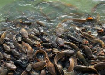 Lele, Ikan 'Kanibal' Yang Perlu Di Budidaya di Barito Timur