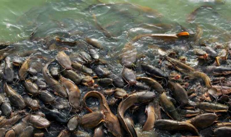 Lele, Ikan 'Kanibal' Yang Perlu Di Budidaya di Barito Timur