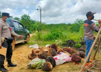 Akibat Memanen Buah Sawit Perusahaan, Pria 39 Tahun Diamankan Polisi