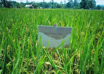 Varietas Padi Jeliteng Siap Limpahi Hasil Pak Tani