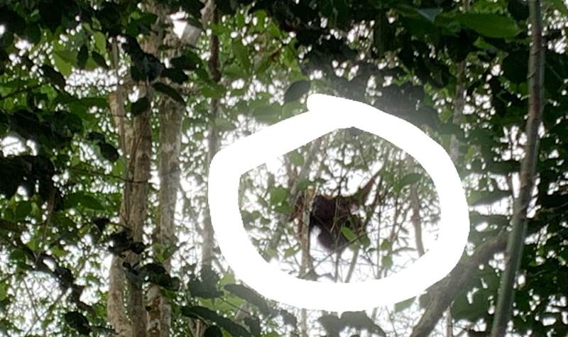Warga Resah, Orangutan Masuk Perkebunan Mereka
