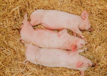 Puluhan Ternak Babi Di Kelurahan Beriwit Mati , Diduga Terserang Penyakit Menular