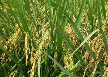 Produksi Padi Food Estate di Kabupaten Kapuas Capai 3,7 Ton Per Hektar