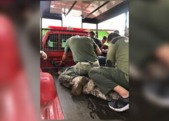 Waspada! Musim Penghujan Pertanda Musim Kawin Buaya