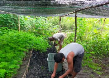 Bantuan Bibit Kayu Sengon Dari KLHK RI Untuk Kelompok Tani