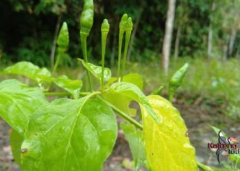 Cuaca Labil Pengaruhi Hasil Petani Cabai Bartim