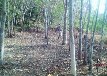 Wakil Rakyat Bartim Dorong Harga Karet Lebih Baik