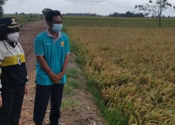 Pemkab Pulpis Normalisasi Jaringan Irigasi Kawasan Food Estate