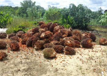 Pemuda di Kotim Diduga Curi Buah Sawit Perusahaan