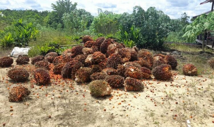 Pemuda di Kotim Diduga Curi Buah Sawit Perusahaan