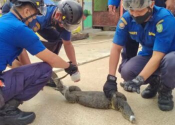 Biawak Air Sepanjang 1,4 Meter Masuk Kelas Saat Jam Belajar Berlangsung