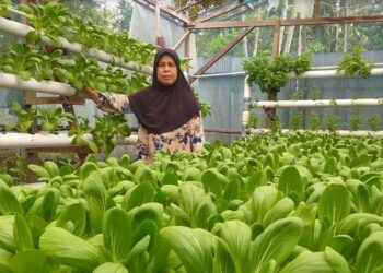 Bantu Ekonomi Keluarga, Istri Pegawai BUMN Ini Geluti Budidaya Jamur Tiram