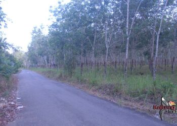 Wajah Kampung Eks Trans Yang Mulai Berubah