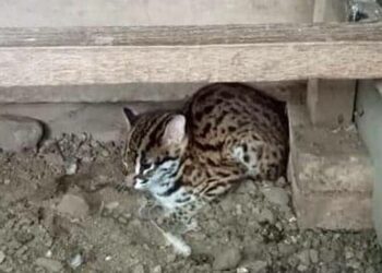Perjual Belikan Kucing Hutan Bisa Kena Denda Rp 100 Juta