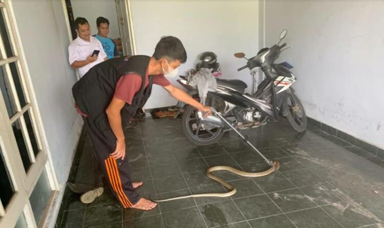 Emergency Response Palangka Raya Amankan King Kobra 2 Meter