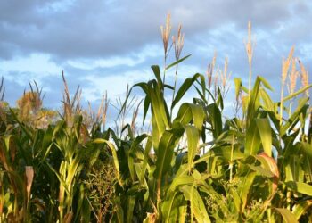 Banjir Akibatkan, Petani di Kalampangan Palangka Raya Gagal Panen Jagung 1