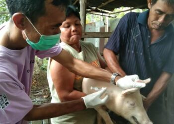 Kasus Kematian Ternak Babi Terinfeksi African Swine Fever di Kapuas Meningkat