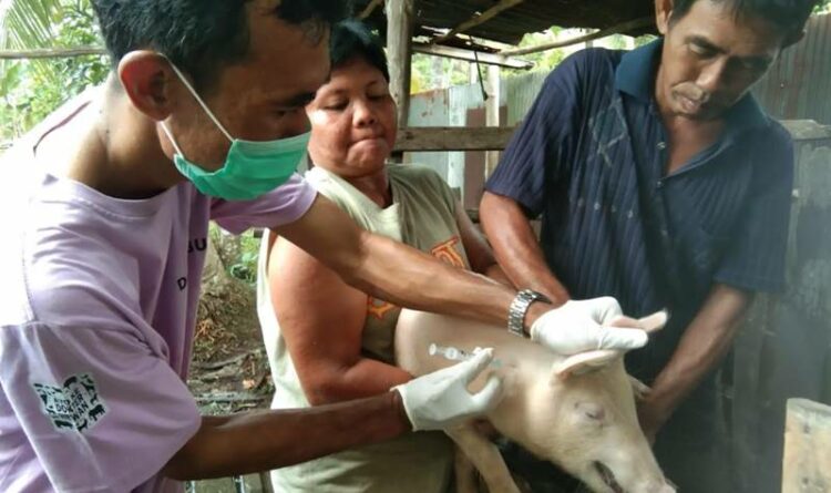 Kasus Kematian Ternak Babi Terinfeksi African Swine Fever di Kapuas Meningkat