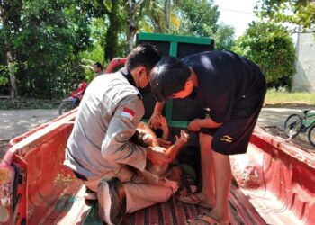 Komandan BKSDA Pos Sampit Muriansyah saat mengevakuasi Orangutan