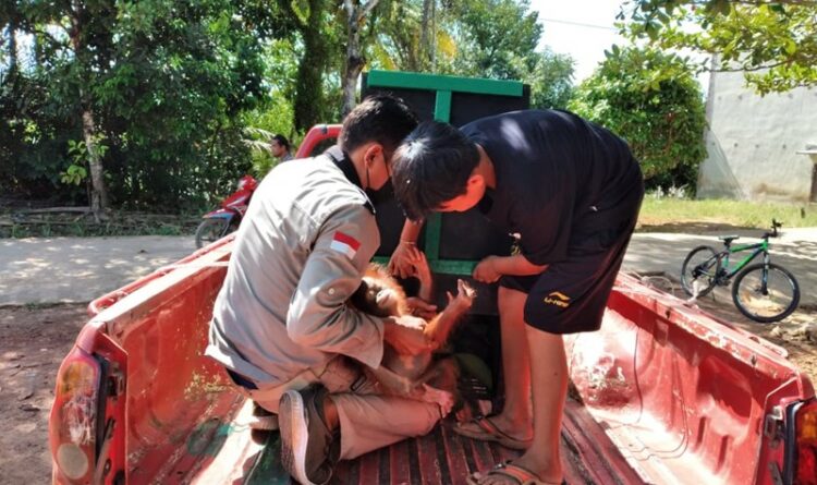 Komandan BKSDA Pos Sampit Muriansyah saat mengevakuasi Orangutan