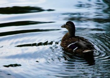 Mengenal Duck Syndrom, Perumpamaan Kondisi Tegar di Luar tapi Ambyar di Dalam