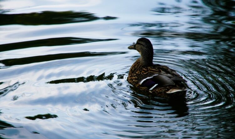 Mengenal Duck Syndrom, Perumpamaan Kondisi Tegar di Luar tapi Ambyar di Dalam