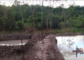 Saatnya Kebun Tak Hanya Didominasi Karet