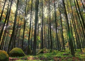 Pemko Palangka Raya Terima Pengembalian Lahan Seluas 3.500 Ha dari Perusahaan 1