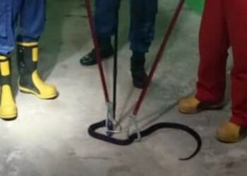 Petugas Tangkap Ular Kobra Sembunyi di Rak Sepatu Warga