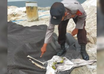 Ngeri, Warga Cempaga Kotim Temukan Tulang Manusia Saat Mengaduk Semen