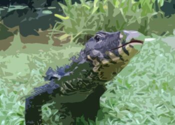 Petugas Tangkap Biawak Masuk Lemari Milik Warga