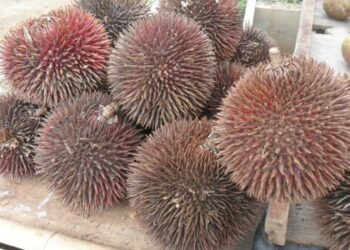 Mengenal Jenis Buah Unik dan Langka yang Hanya Ada di Kalimantan