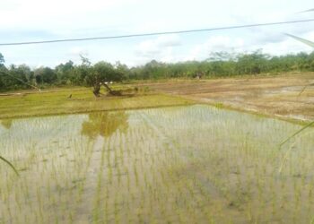 Curah Hujan Normal, Petani Siap Hasilkan Benih Bermutu
