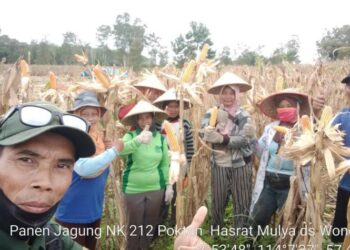 Kelompok Tani Hasrat Mulya Wono Agung Panen Jagung