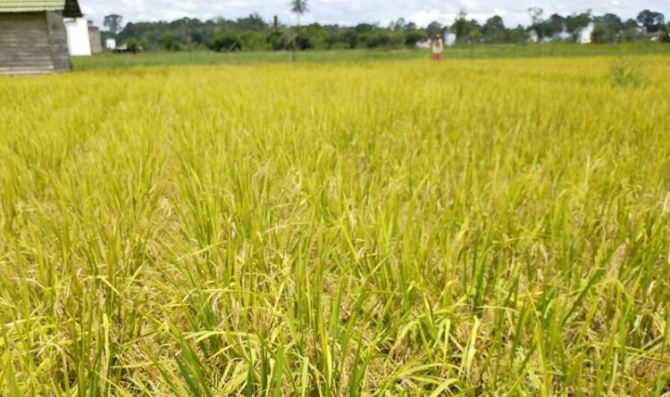 Inpari Zink, Varietas Unggul Yang Aman Dikonsumsi
