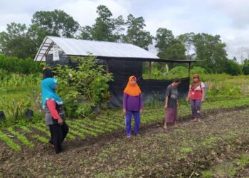Tingkatkan Ekonomi Keluarga, KWT Gayatri Budidaya Sayuran