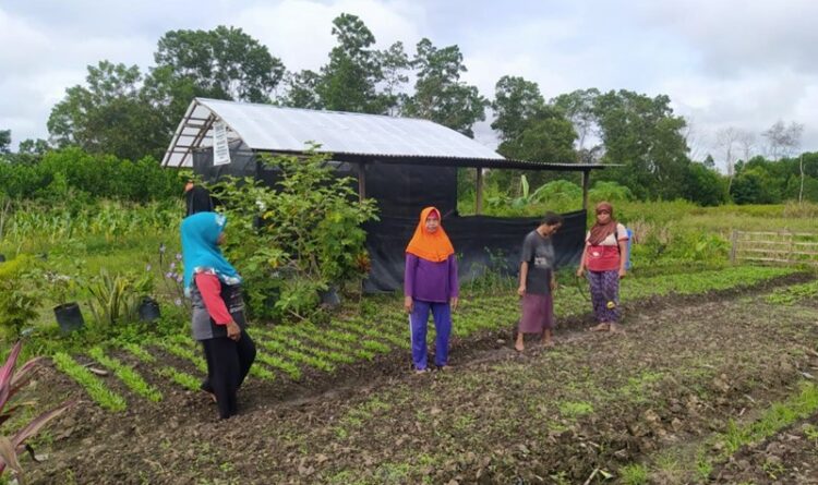Tingkatkan Ekonomi Keluarga, KWT Gayatri Budidaya Sayuran
