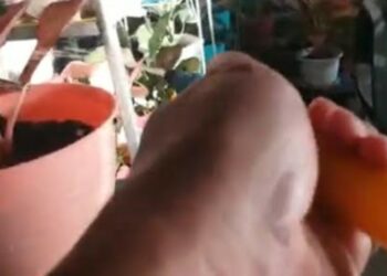Guru SMKN Paku Ini Uji Coba Eco Enzym Jadi Pembasmi Kutu Putih