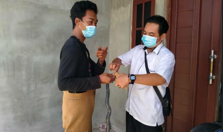 Masuk Rumah Warga, Tim ERP Evakuasi Ular Kobra Jawa Sepanjang 2,5 Meter