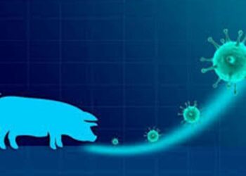 Diserang Virus, Ratusan Babi Mati Mendadak di Kotim