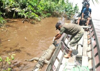 BKSDA Benarkan Buaya Muara Mengapung di DAS Mentaya