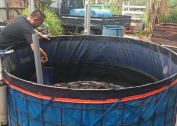 Pembudidaya ikan bioflok di Kotim