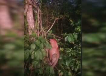 Bekantan Yang Merusak Kebun Warga Akhirnya di Lepasliarkan di Mentaya Seberang Kotim