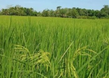 Tetap Terlaksana, Musim Tanam di Kecamatan Paku Tidak Terhalang Cuaca