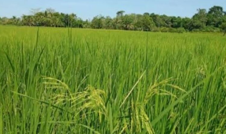 Tetap Terlaksana, Musim Tanam di Kecamatan Paku Tidak Terhalang Cuaca