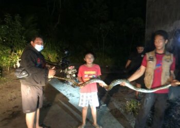 Ular Sawa Sepanjang 4,5 Meter Mauk Kandang Ayam Milik Warga